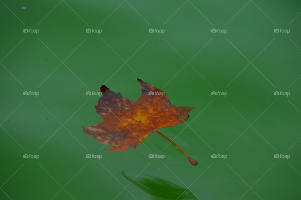 Leaf