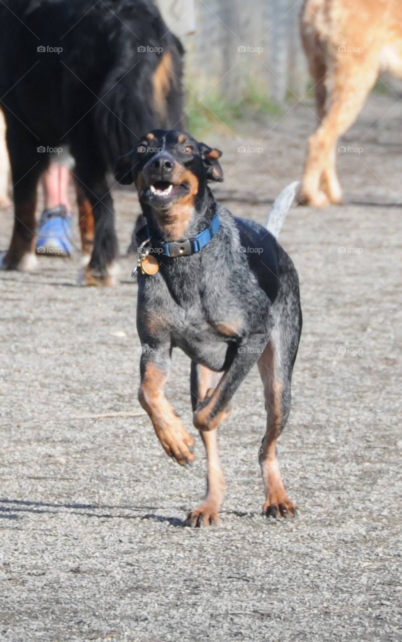 Kangaroo Dog. Coonhound practicing the Kangaroo Hop