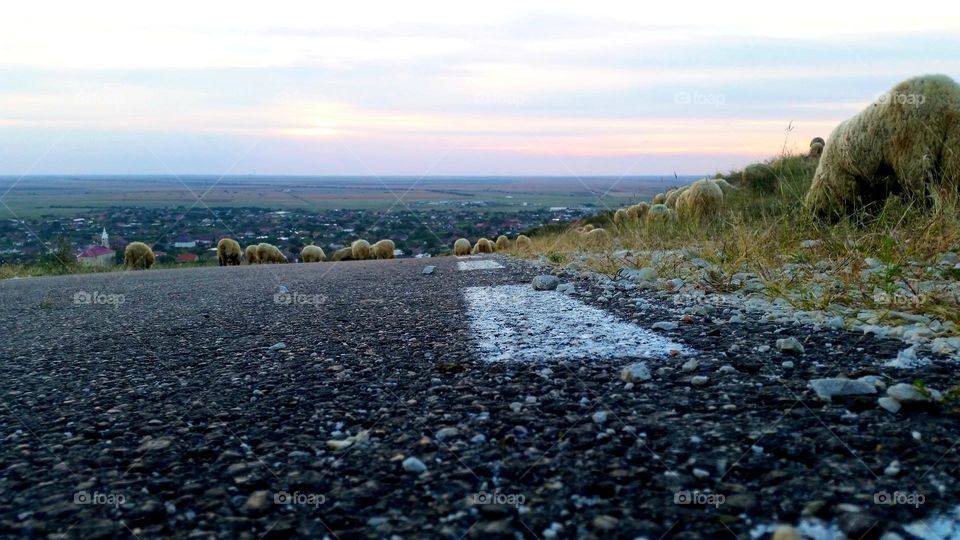 picture from the ground among the flock of sheep