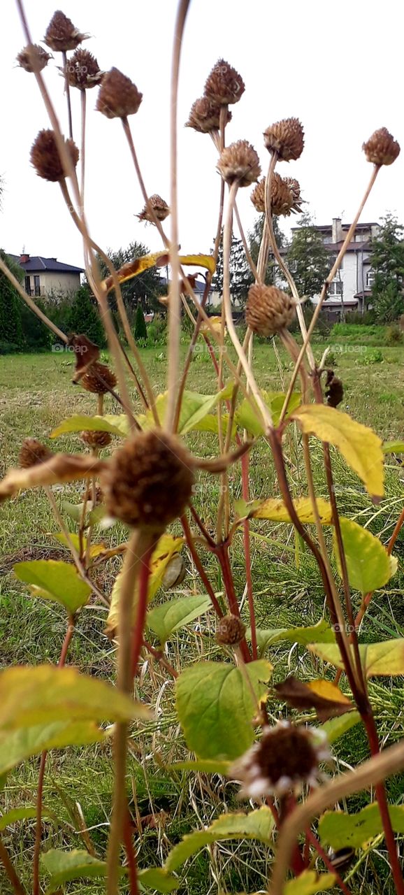 dry brown heads of rudbekia at the crossroad of a village