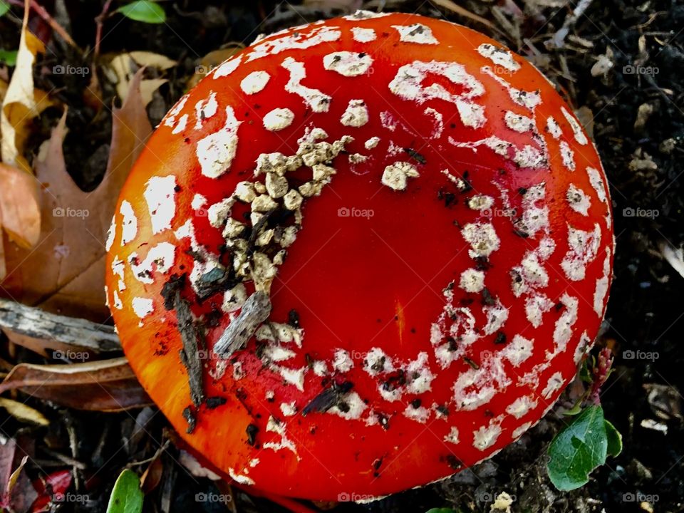 Red Magnificent Mushroom Classic Close Up 