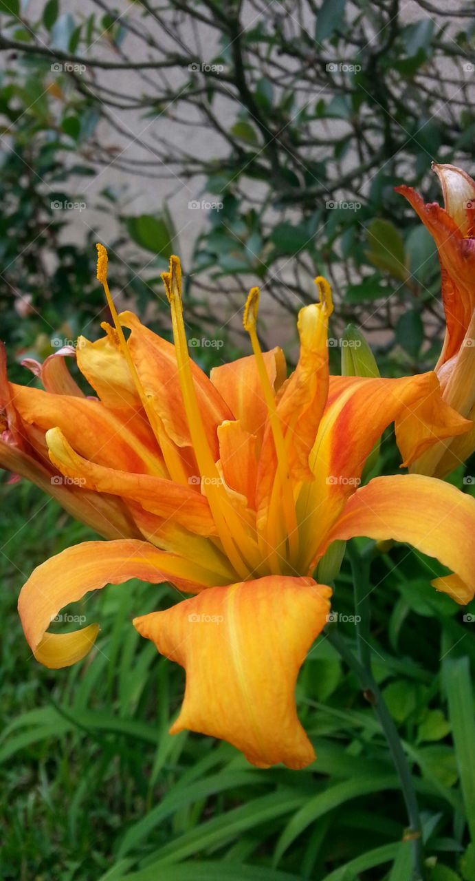Close-up of orange flower