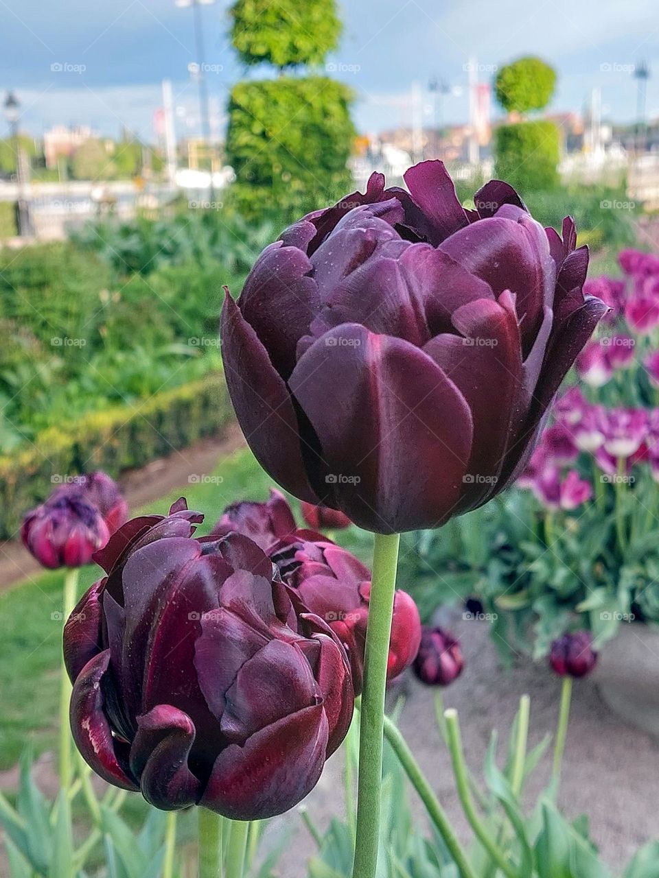 Spring flowers.  A beautiful burgundy, almost black tulip in a public park.  natural background