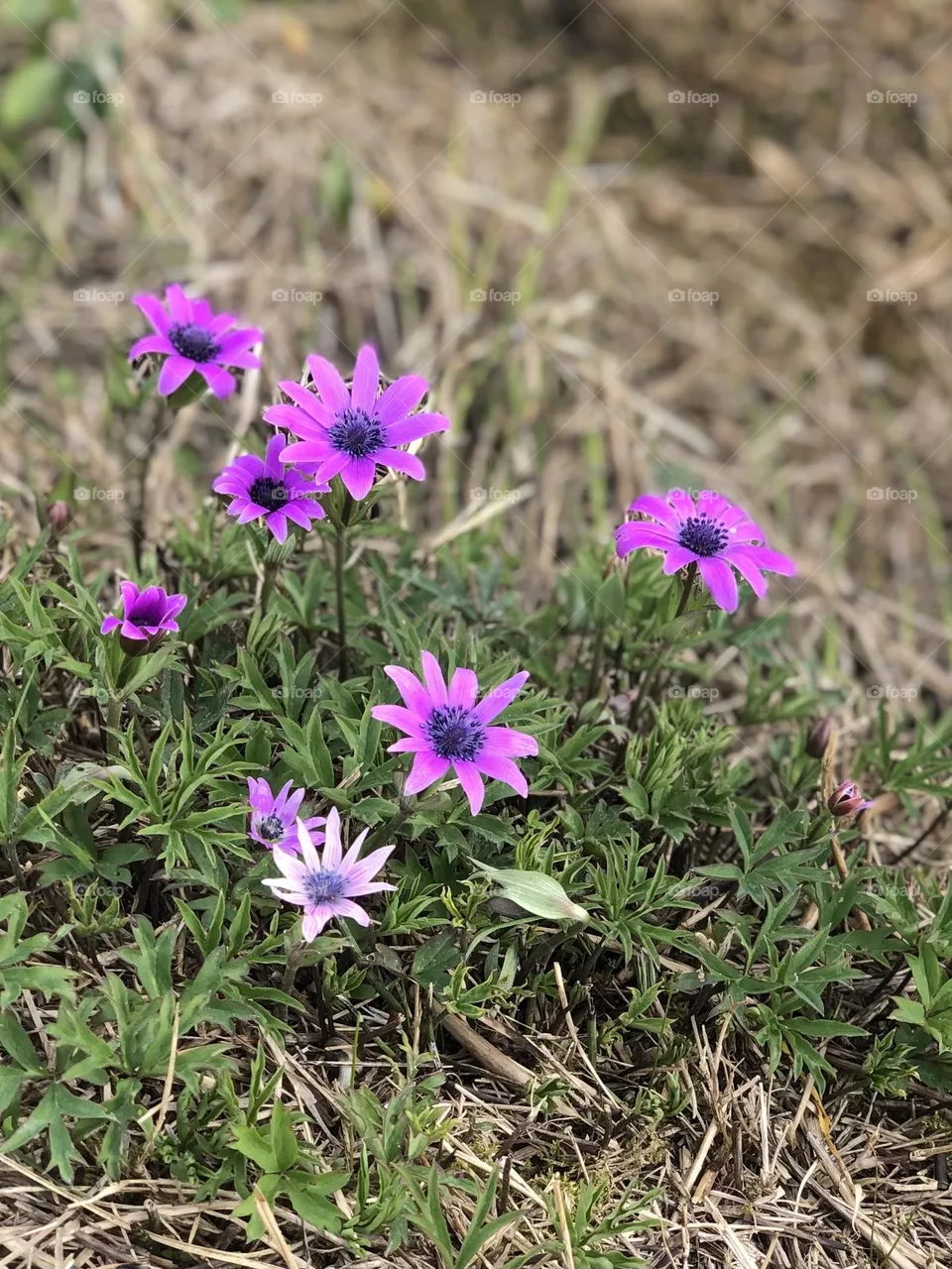 Fiori 