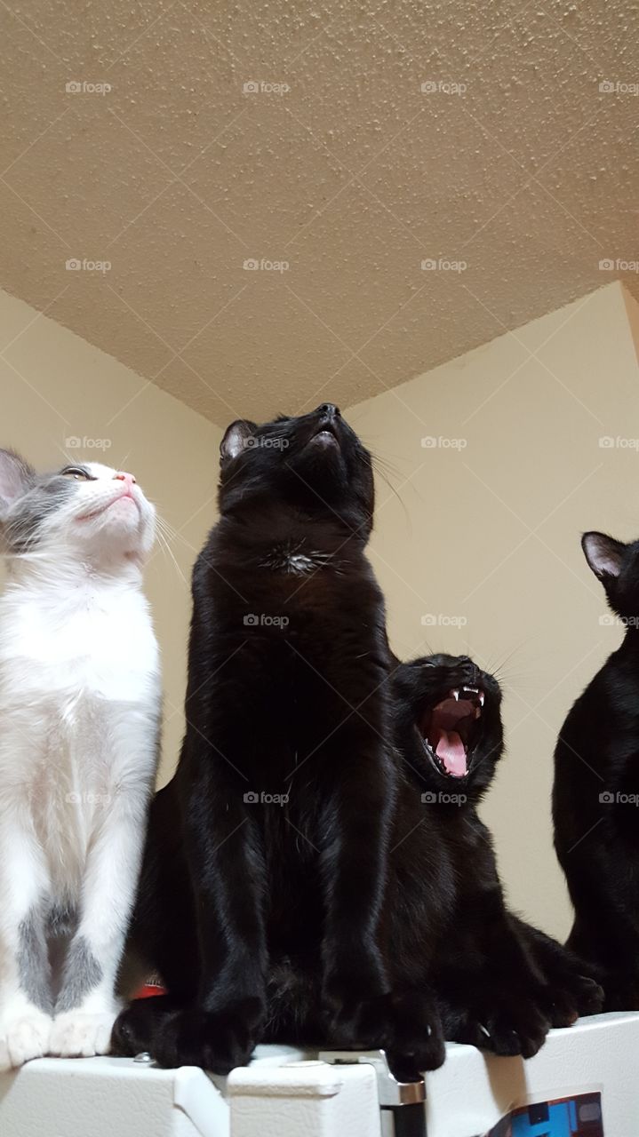 cat in the middle meowing at a bug