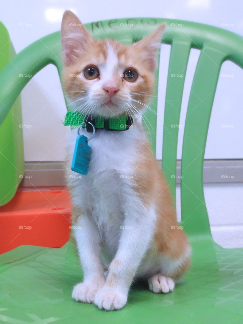 Orange and white tabby kitten 