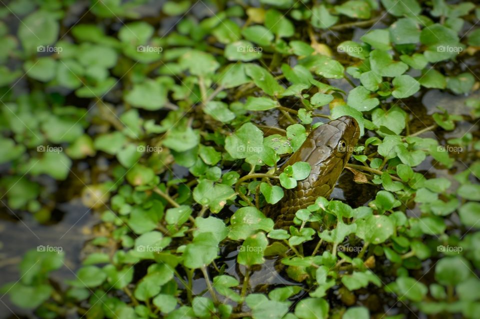 Beautiful water snake head picture.
It is very important to have a hope and a reason to live life.
The checkered keelback (Fowlea piscator), also known commonly as the Asiatic water snake.