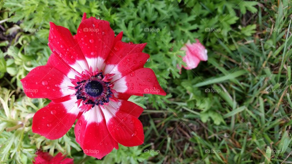 anemone flower