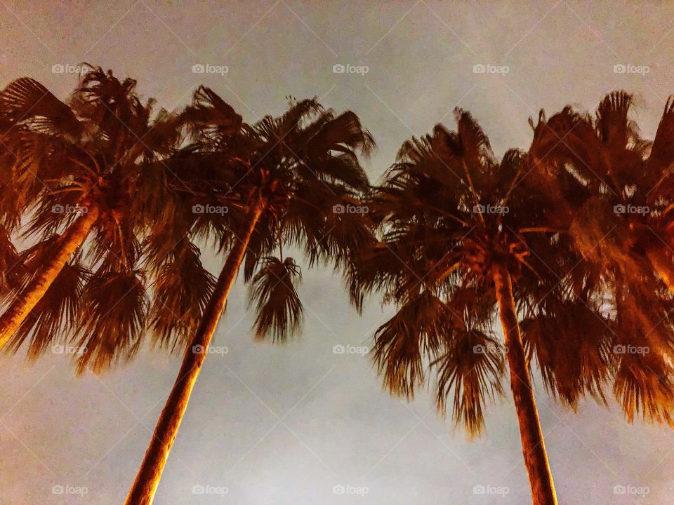 Totally love palm trees. Still lovely in the evening. Taking a walk back home in Taipei.