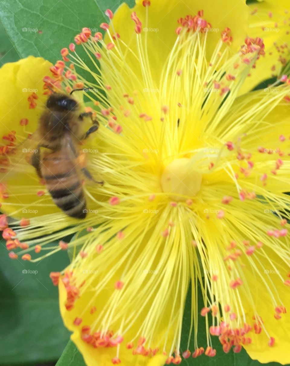 Bee the bee