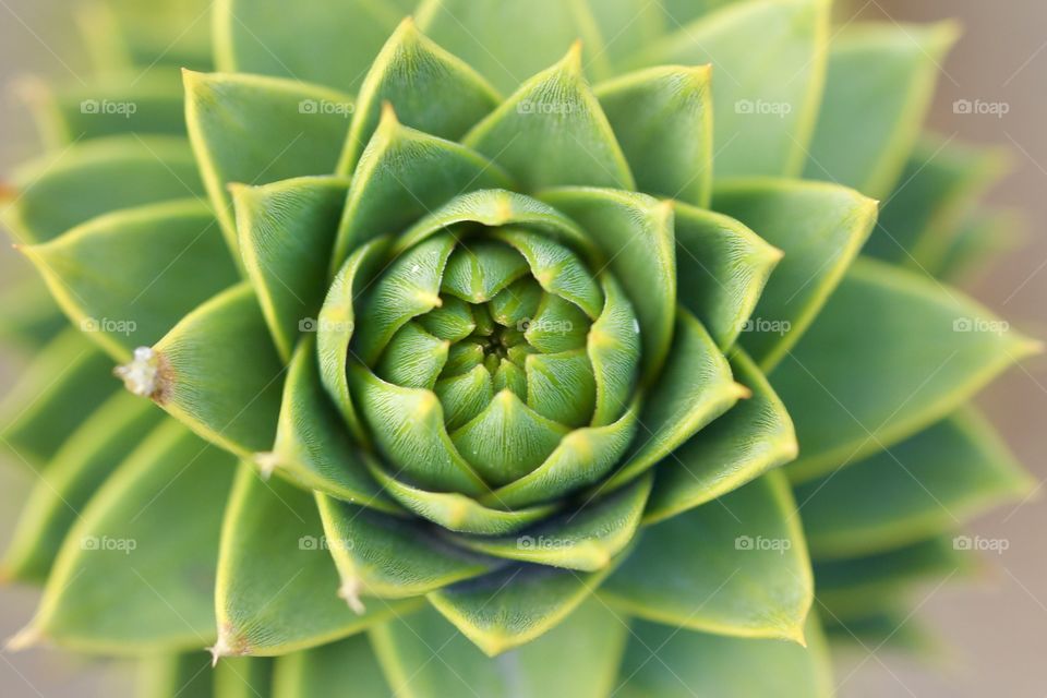 High angle view of succulent plant