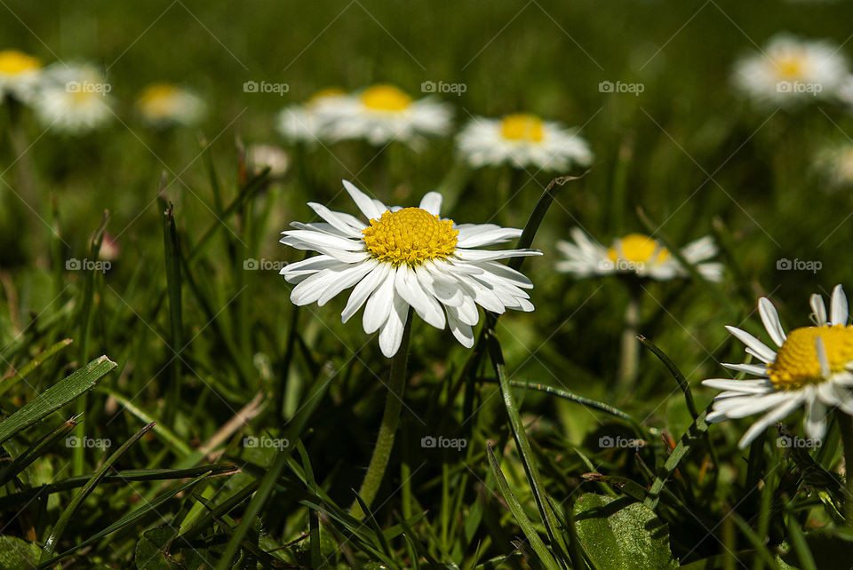 Daisies