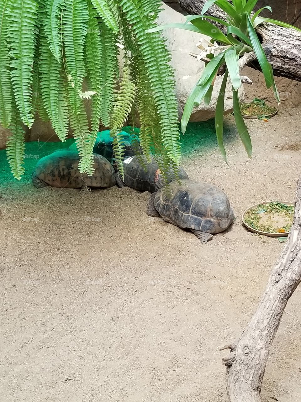 Turtles at Lincoln Park Zoo