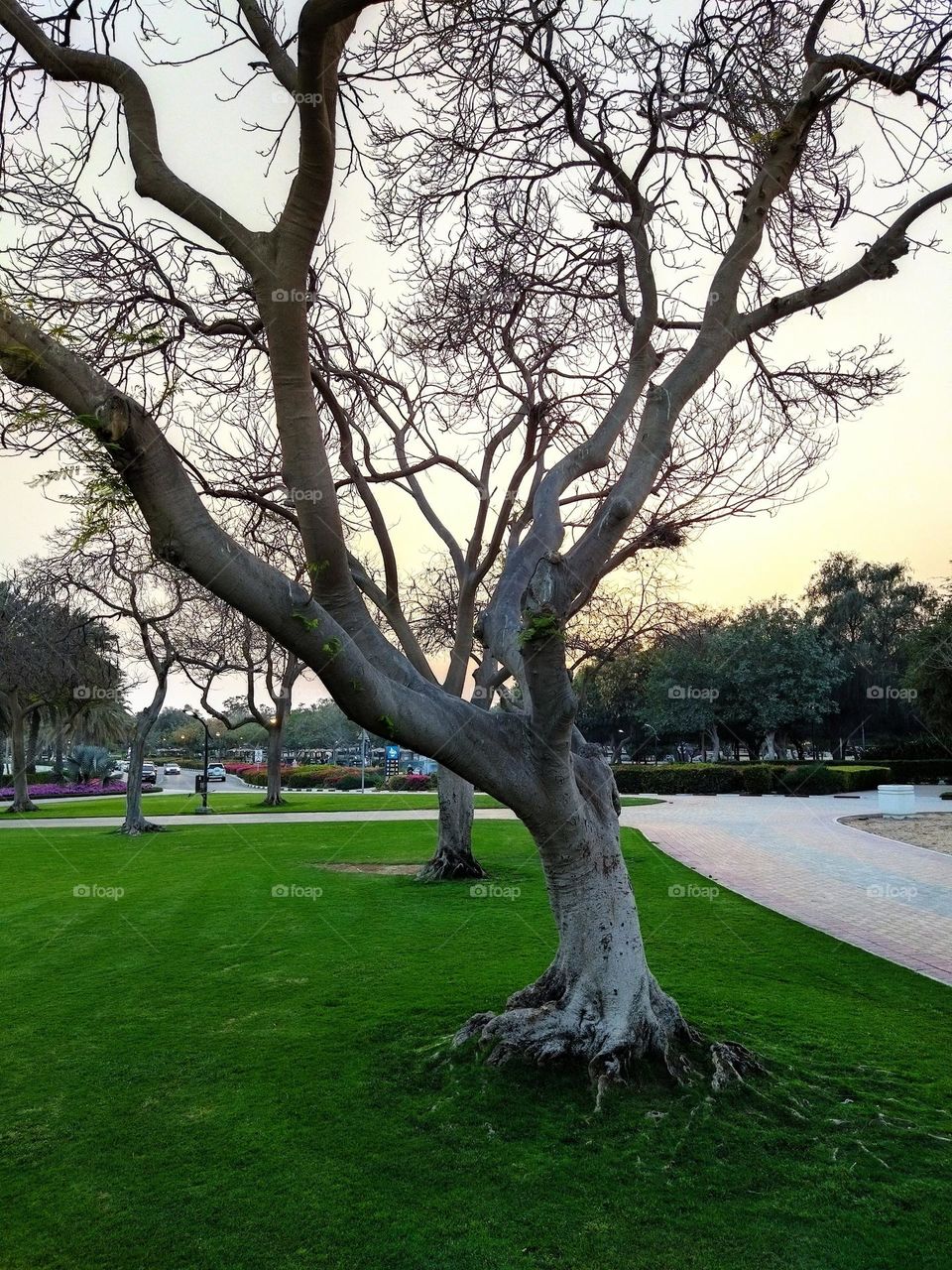 dry trees and green grass in the park at sunset time , natural background , golden hours