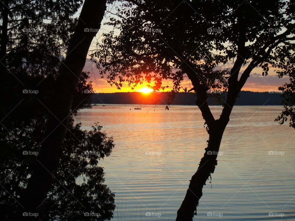 Sunset peeking out between the birch trees