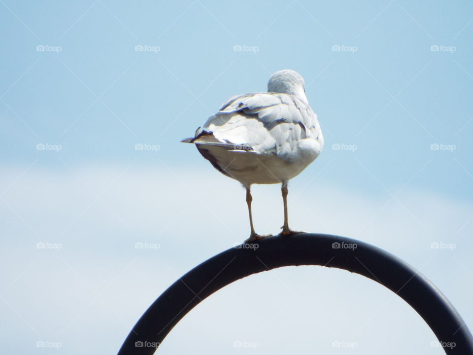 seagull  on a lamp post
