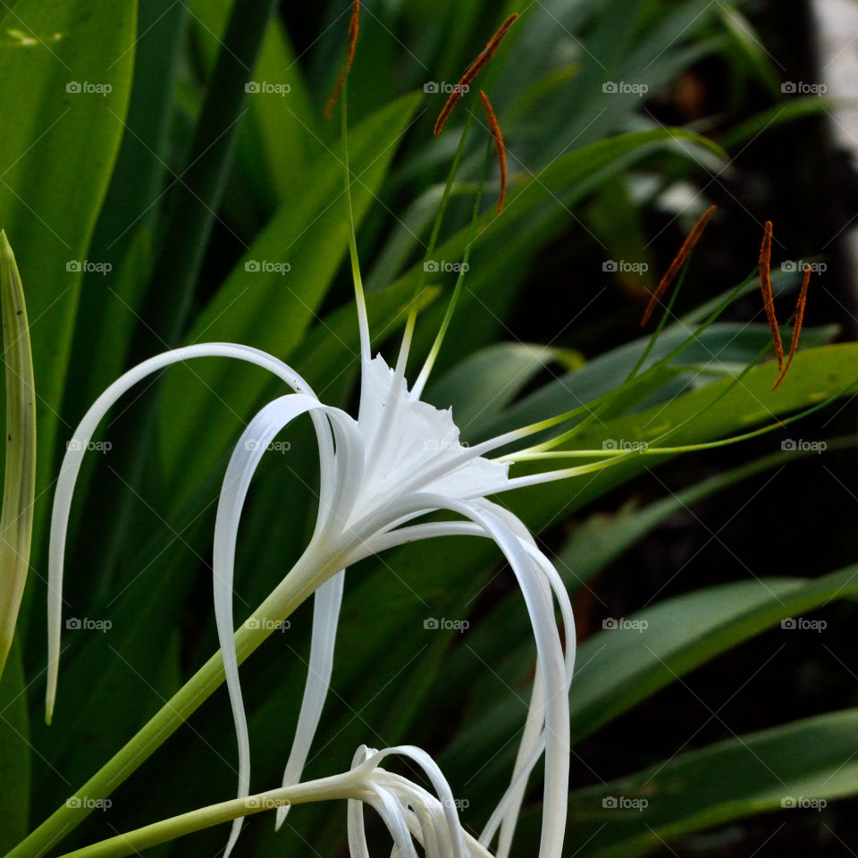 beautiful flower