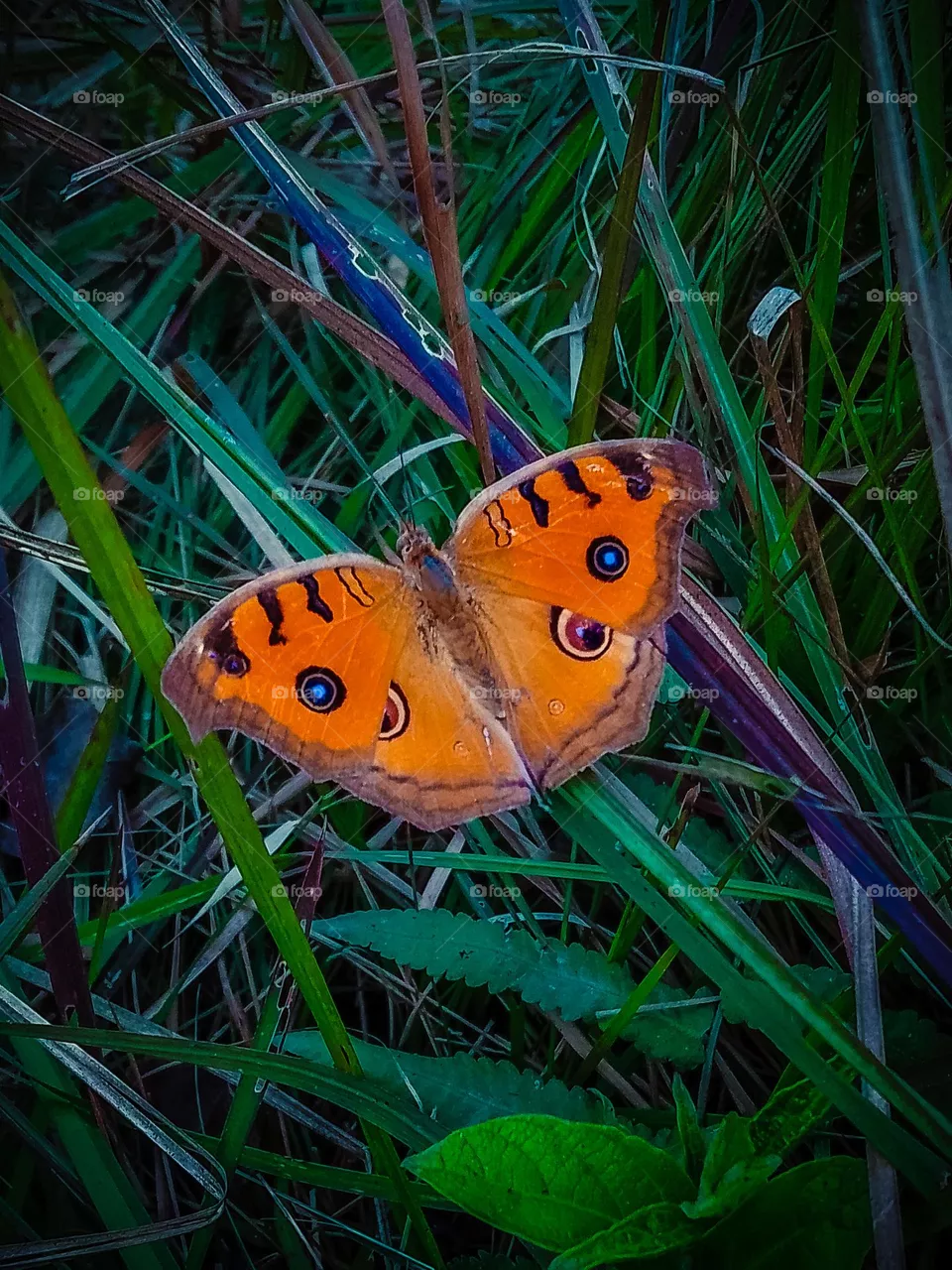 Cute butterfly