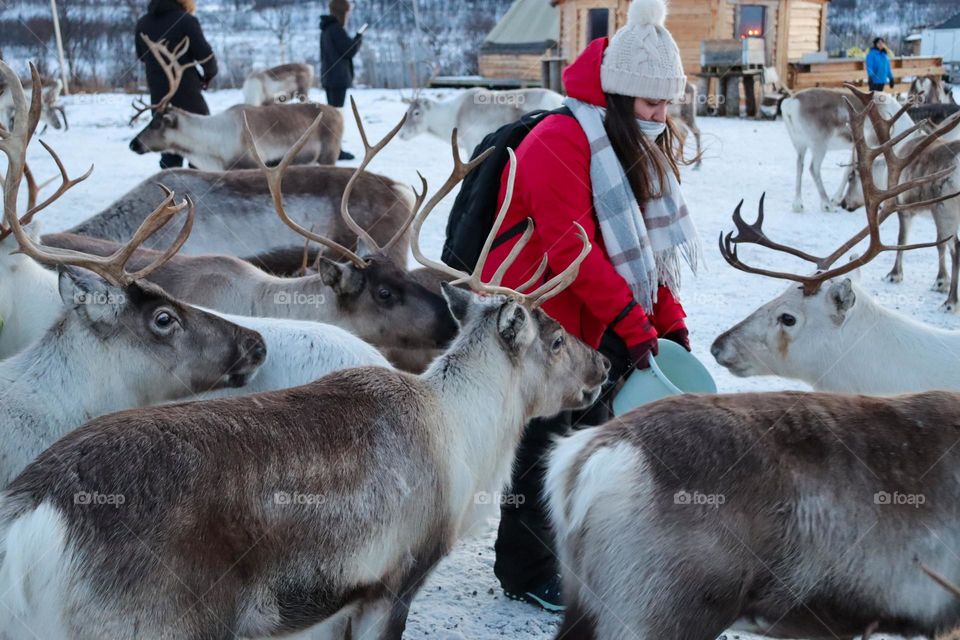 girl feeding multiple reindeers