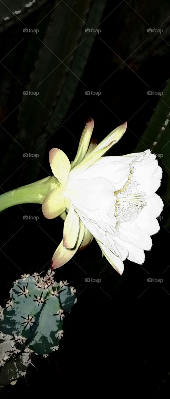 white flower on cactus
