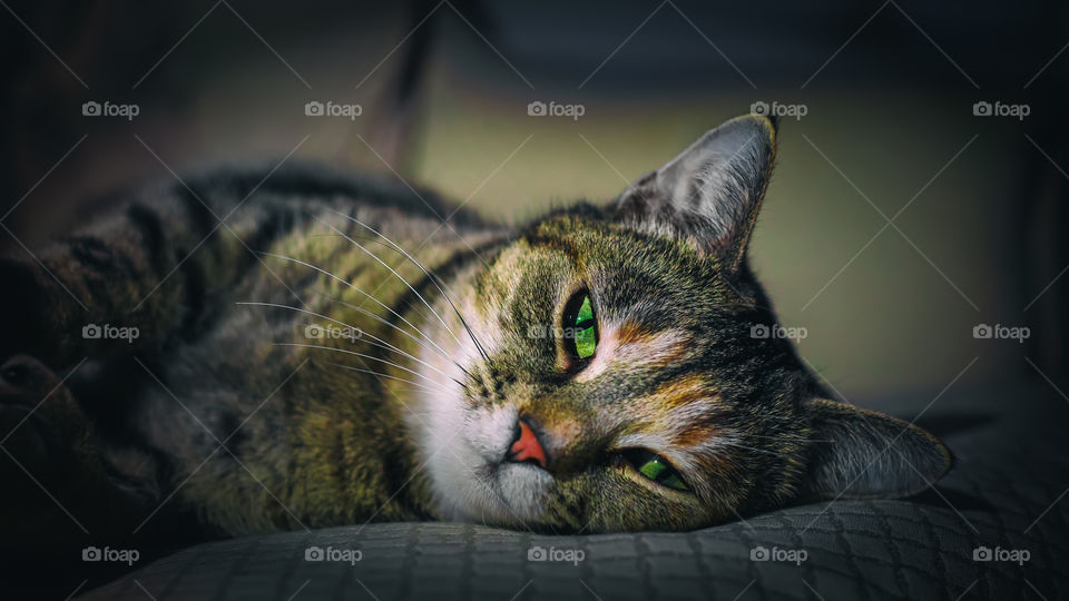 cat with green eyes laying down looking at camera