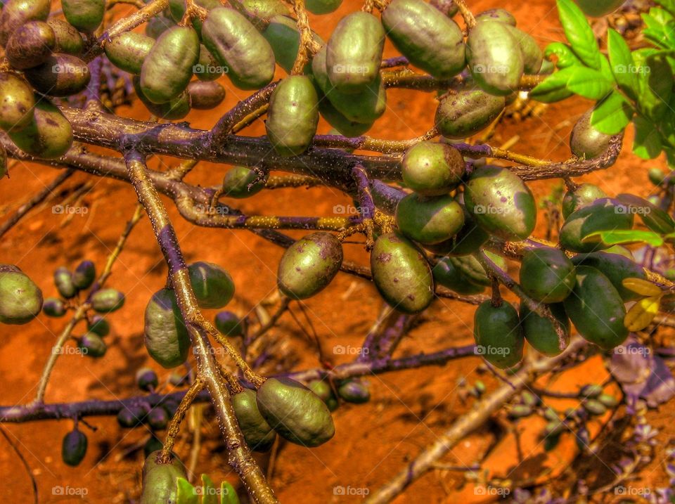 fruta siriguela fruit stick it