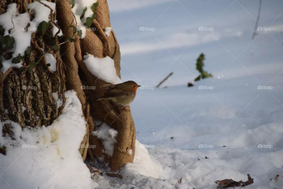 Rotkehlchen im Schnee
