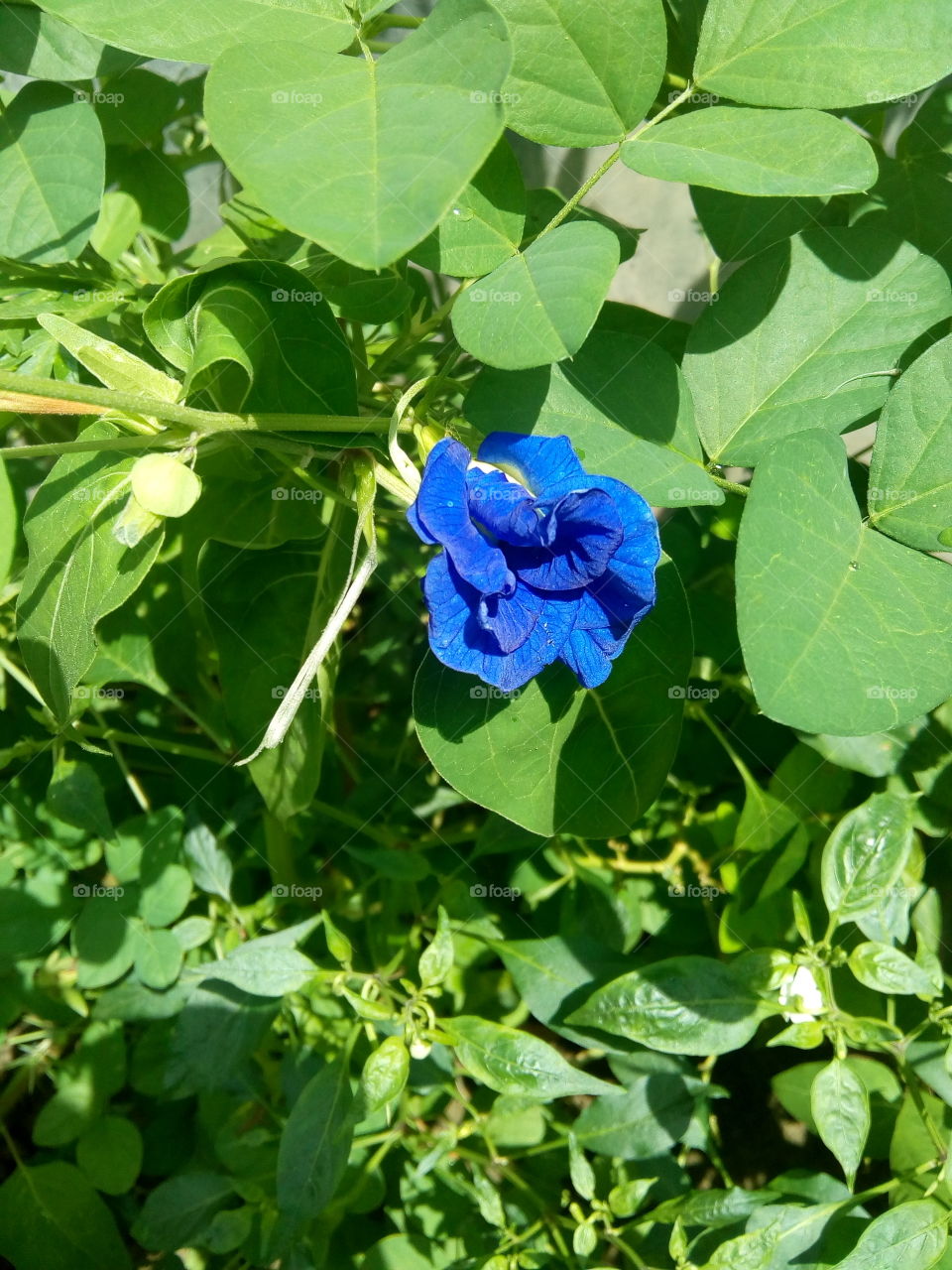 SAPPHIRE FLOWER.