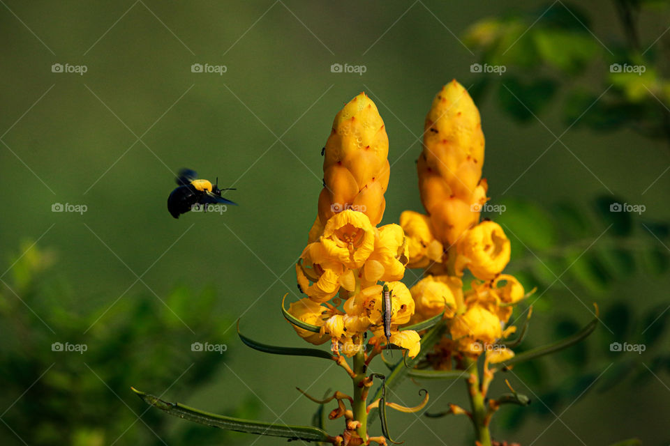 A flying story of a carpenter bee who came for a taeteful breakfast...