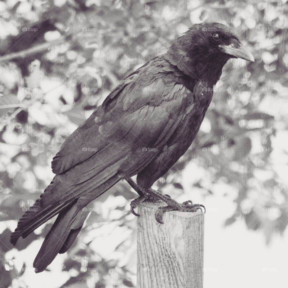 Crow in black and white 