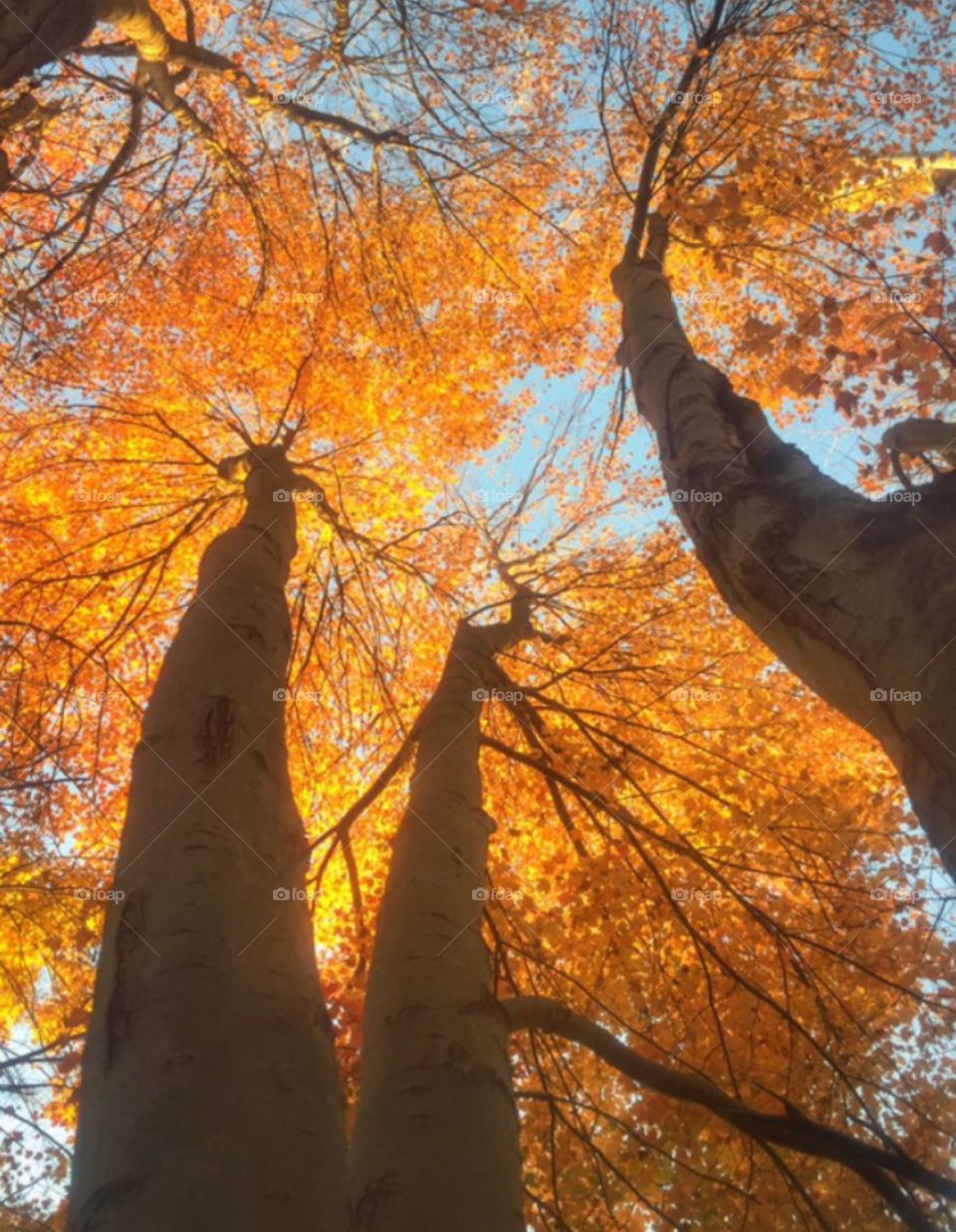 Beautiful jersey autumn