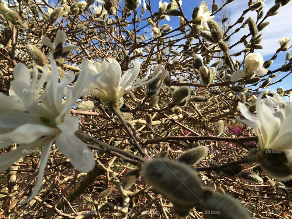 Close-up of flower