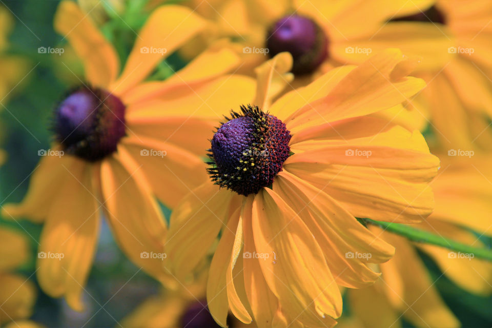 Beautiful Black-eyed Susans blooming and bursting with bold bright color! 