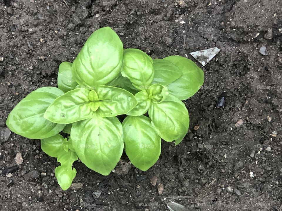 Fresh basil growing in my garden, healthy and tasty 