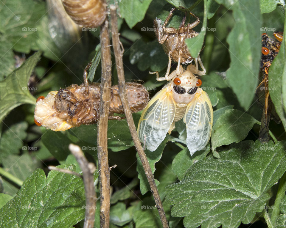 17 year cicada emerging for the first as an adult