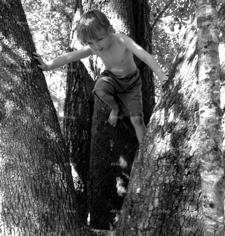 Climbing trees