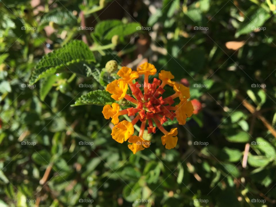 Orange Coloured Flower Called Lantanas 
