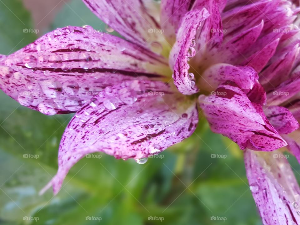 Colorful Purple flower dripping with dew