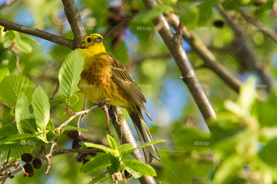 Bird, Wildlife, Nature, No Person, Outdoors