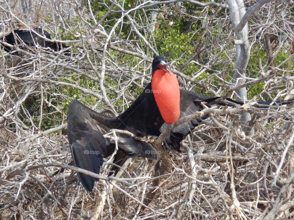 Great Frigatebird @ Galapagos