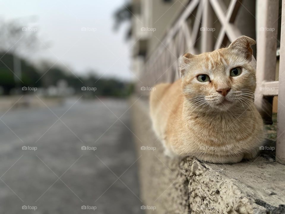 Ginger White Cat Sitting on Porch