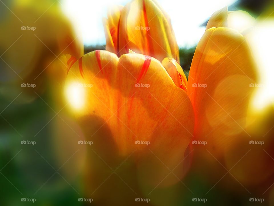 yellow tulips in the sun