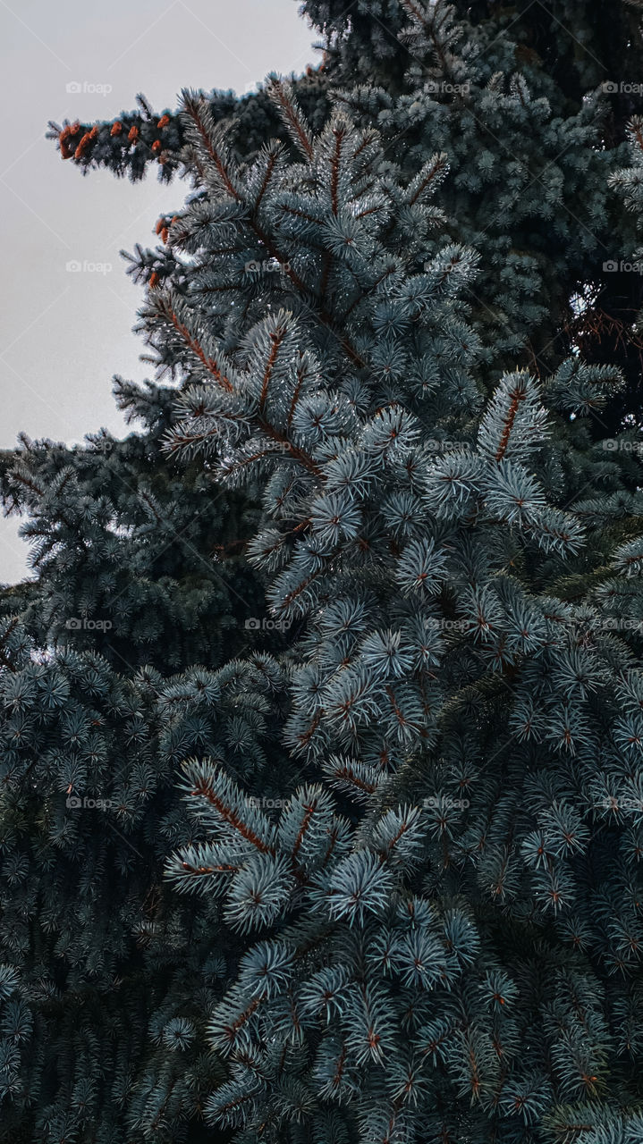 Blue Russian pine 