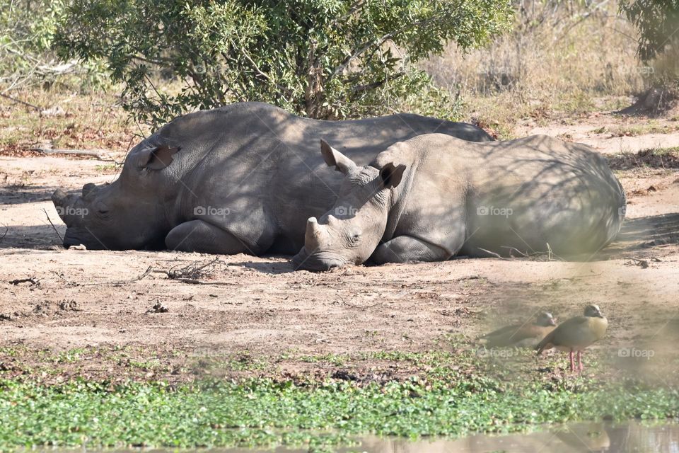 African White Rhinoceros laying at the waterhole, drinking water, rolling in the mud, sleeping next to the water to cool down from the heat.