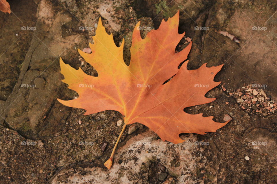 Yellow brownish leaf on ground - maple