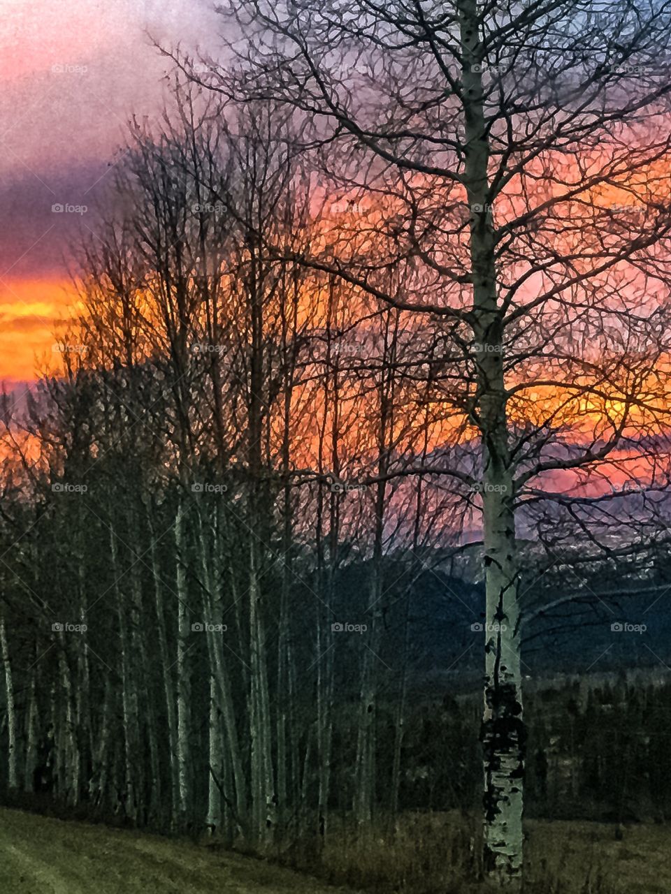 Aspens and Sunsets- looking out over the valley with a thick row of aspen trees in the foreground and the sun setting beautifully behind the distant Rocky Mountains.