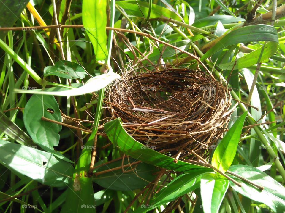 nest