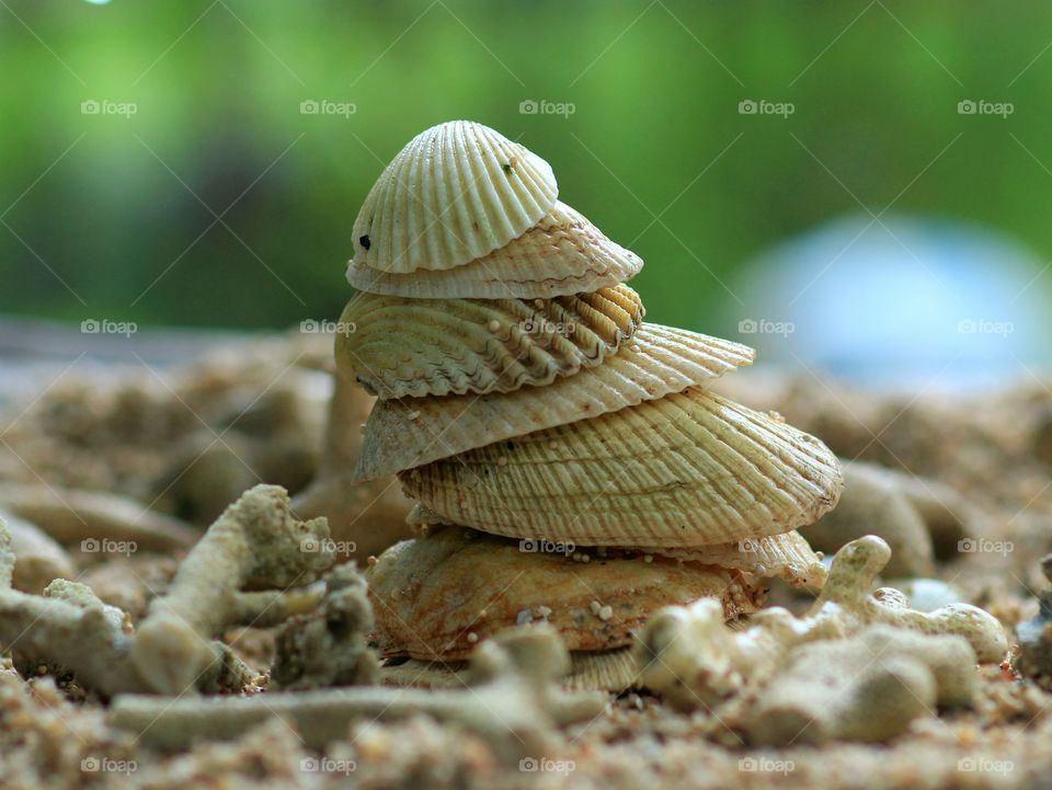 Stack of shells