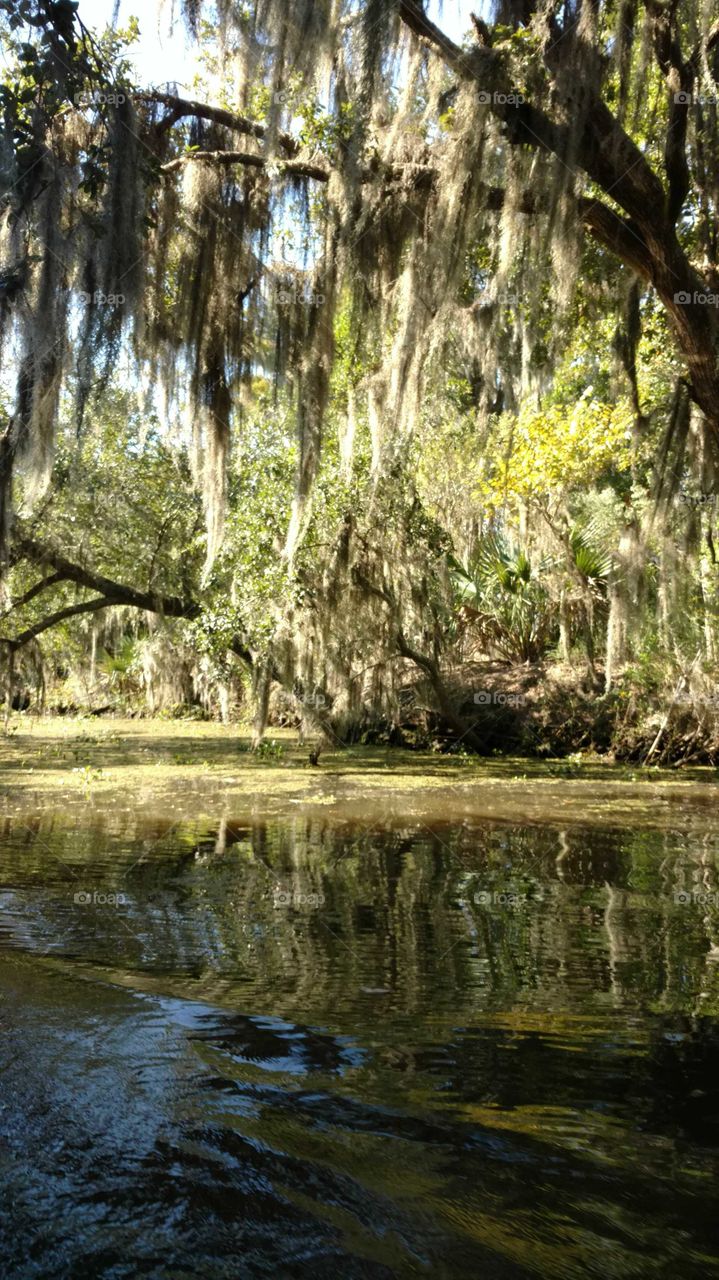 Louisiana swamp.