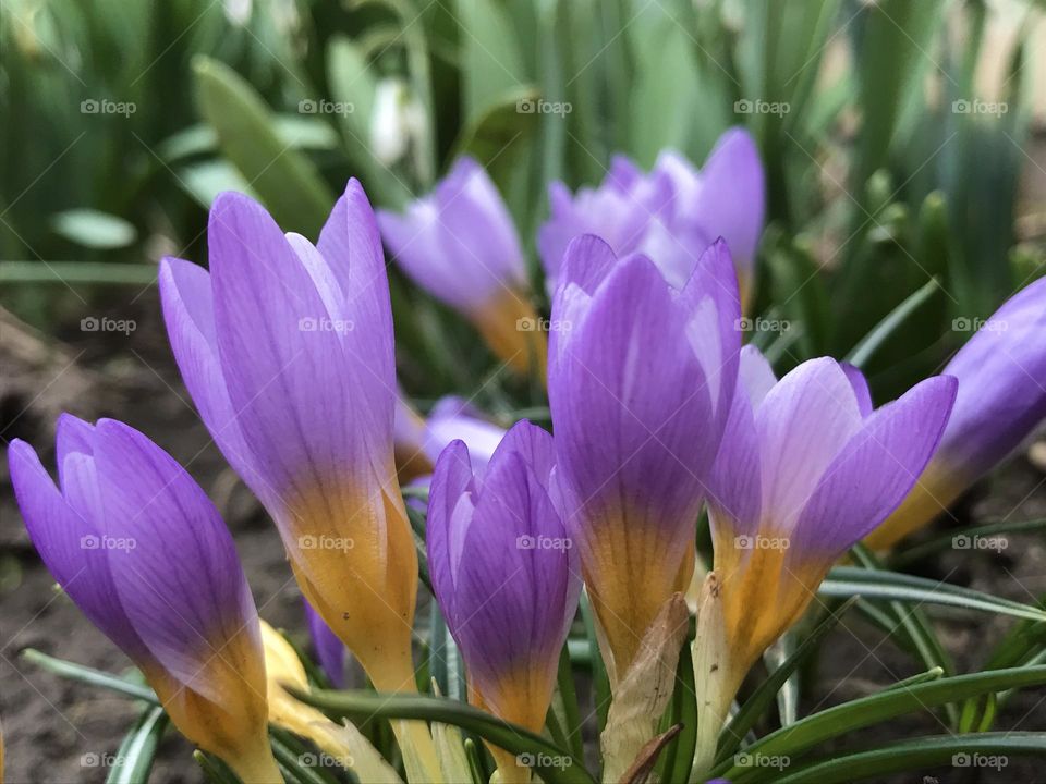 Beautiful purple crocuses